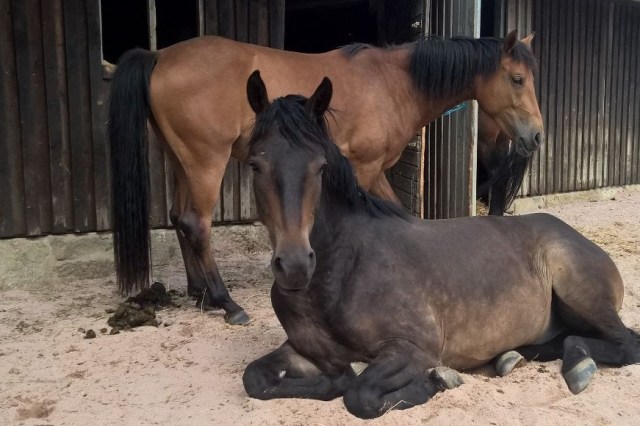 IMG-20160625-WA0001a